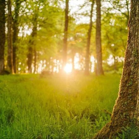 Nirvana تيفرتون المظهر الخارجي الصورة